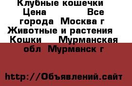 Клубные кошечки › Цена ­ 10 000 - Все города, Москва г. Животные и растения » Кошки   . Мурманская обл.,Мурманск г.